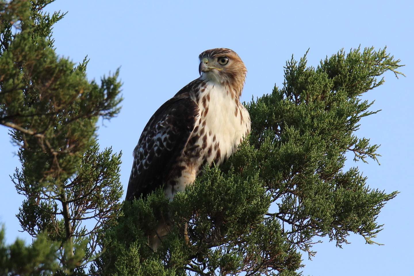 3rd PrizeOpen Nature In Class 2 By Rich Giannola For Hawk Watch SEP-2023.jpg